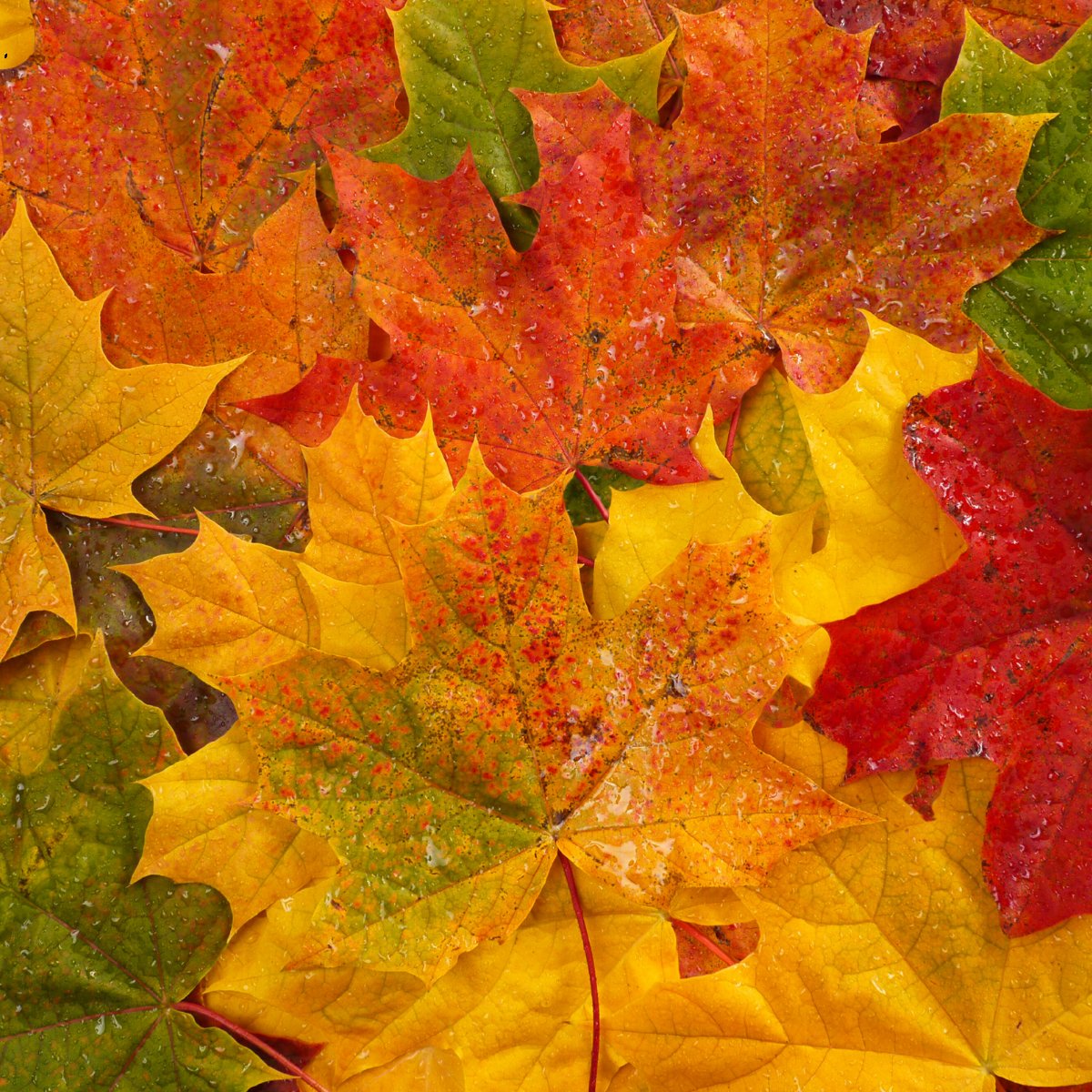 Fall Softies